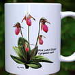 mug DS-063 Cypripedium acaule 7097